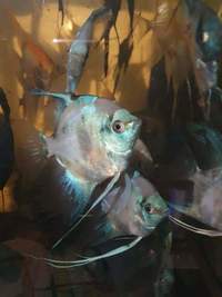 Pariaba Angelfish RARE