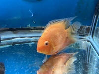 LOTS OF LARGE SPECIMEN FISH IN AT CHILTON AQUATICS
