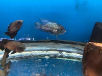 LOTS OF LARGE SPECIMEN FISH IN AT CHILTON AQUATICS