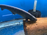 LOTS OF LARGE SPECIMEN FISH IN AT CHILTON AQUATICS