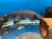 LOTS OF LARGE SPECIMEN FISH IN AT CHILTON AQUATICS
