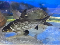 LOTS OF LARGE SPECIMEN FISH IN AT CHILTON AQUATICS