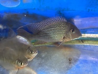 LOTS OF LARGE SPECIMEN FISH IN AT CHILTON AQUATICS