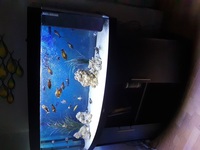 5ft Vision 450 Tropheus set up