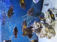5ft Vision 450 Tropheus set up