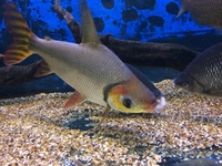 FOR SALE. VULTURE CATFISH, AFRICAN PIKE, FLAGTAIL CHARACIN.
