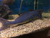 FOR SALE. VULTURE CATFISH, AFRICAN PIKE, FLAGTAIL CHARACIN.
