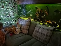 8ft tank & XXL clown loaches & XXL fire eels