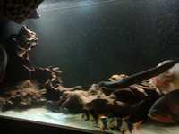 8ft tank & XXL clown loaches & XXL fire eels