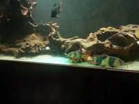 8ft tank & XXL clown loaches & XXL fire eels