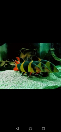 8ft tank & XXL clown loaches & XXL fire eels