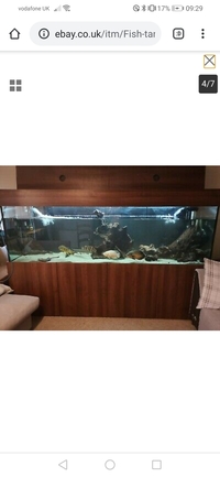 8ft tank & XXL clown loaches & XXL fire eels