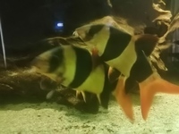 8ft tank & XXL clown loaches & XXL fire eels