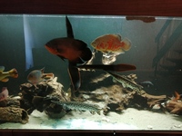 8ft tank & XXL clown loaches & XXL fire eels
