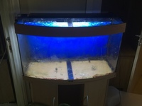 Juwel 180 vision tank and cabinet only £40