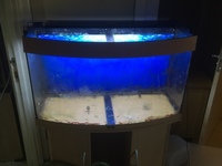 Juwel 180 vision tank and cabinet only £40