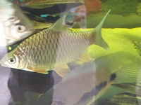 4 XL Lemonfin Barbs sale or swap