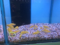 Malawi Mbuna Juvenile Cichlids Fish Sale