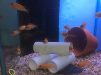 Malawi Mbuna Juvenile Cichlids Fish Sale
