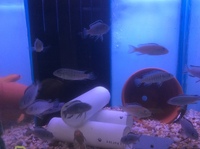 Malawi Mbuna Juvenile Cichlids Fish Sale