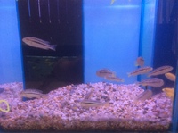 Malawi Mbuna Juvenile Cichlids Fish Sale