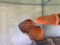 Discus Pair - Royal Red Curipeua