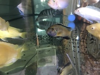 GROUPS OF CICHLIDS/MALAWI FOR SALE