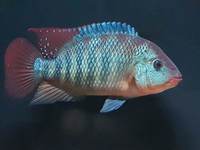 Male female festae pair