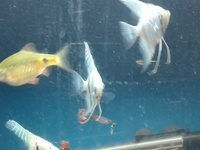 Breeding angel fish