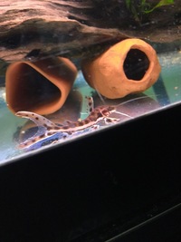 Tiger shovelnose & Bolt volture catfish for sale