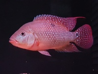 Male female festae pair