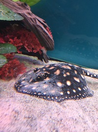 Stingray black diamond X for sale Southend Essex