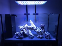 Reef Aquarium- complete with equipment and accessories