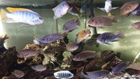 Metriaclima Greshakei large group