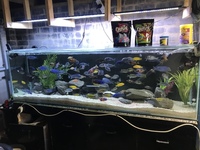 X5 Fish tanks