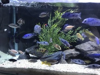 X5 Fish tanks