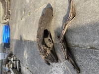 Large bog wood x2
