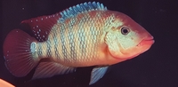 Male female festae pair