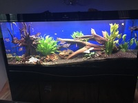 LOOK Lots of stunning community fish, bog wood, plants rock LOOK