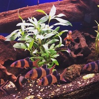 LOOK Lots of stunning community fish, bog wood, plants rock LOOK