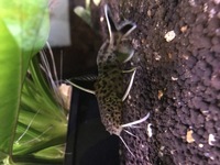 LOOK Lots of stunning community fish, bog wood, plants rock LOOK