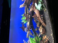 LOOK Lots of stunning community fish, bog wood, plants rock LOOK