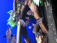 LOOK Lots of stunning community fish, bog wood, plants rock LOOK