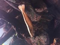 LOOK Lots of stunning community fish, bog wood, plants rock LOOK