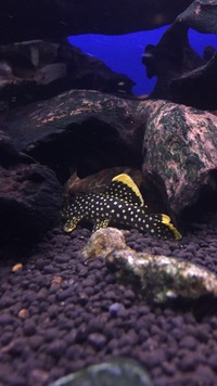 LOOK Lots of stunning community fish, bog wood, plants rock LOOK