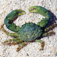 WANTED. Emerald crab and blue leg hermit
