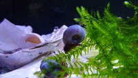 SOLD 10 Blue Ramshorn Snails for £3 (£5 posted) Coalville 20 for £5 (£7 posted)