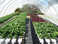 Aztecelite aquaponics food security for you and your family