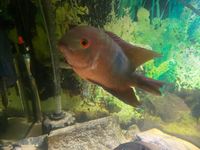 breeding pair chocolate cichlids leeds