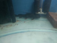 ASIAN RED TAIL CAT FISH 14INCH